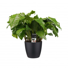 Decorum Calathea Network met Elho brussels living black