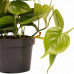 Decorum Duo Philodendron Brazil - Philodendron Scandens