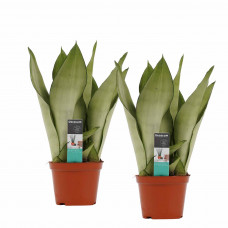 Decorum Duo Sansevieria Moonshine