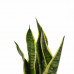 Decorum Duo Sansevieria Superba