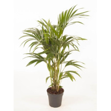 21cm Kentia