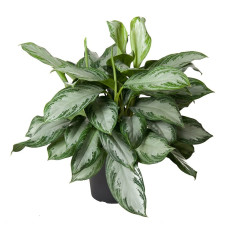 24cm Aglaonema Silverbay