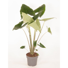 24cm Alocasia Zebrina