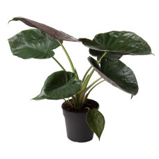24cm Alocasia wentii