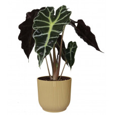 Alocasia Polly in ELHO Vibes Fold sierpot (botergeel)