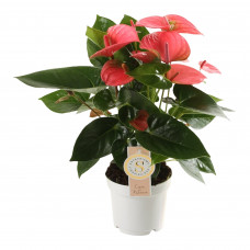 Anthurium 