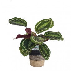 Calathea Medaillon in plantenmand Sumatra