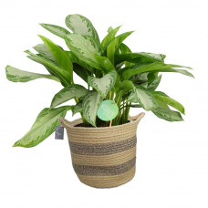 Aglaonema Silverbay in plantenmand Flores